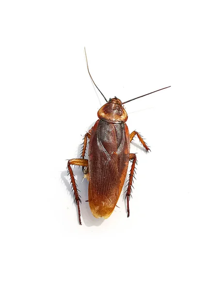 Dead Cockroaches White Background — Stock Photo, Image