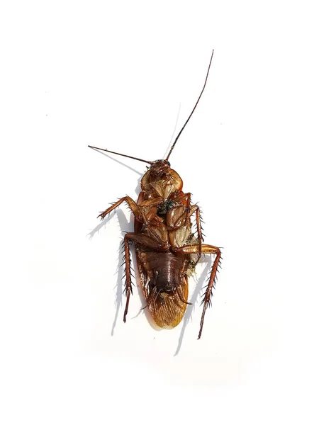 Dead Cockroaches White Background — Stock Photo, Image