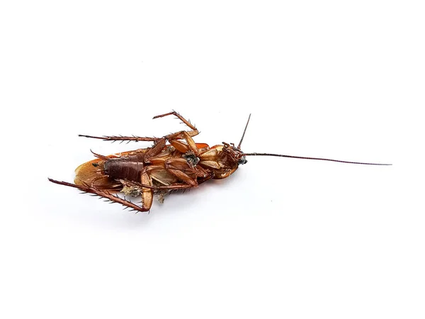 Dead Cockroaches White Background — Stock Photo, Image