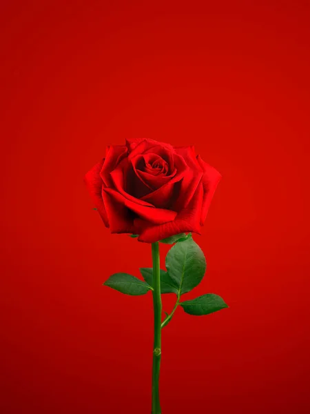 Uma Rosa Isolado Fundo Vermelho — Fotografia de Stock