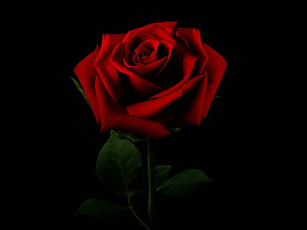 Bela Rosa Grande Tom Vermelho Escuro Fundo Preto — Fotografia de Stock