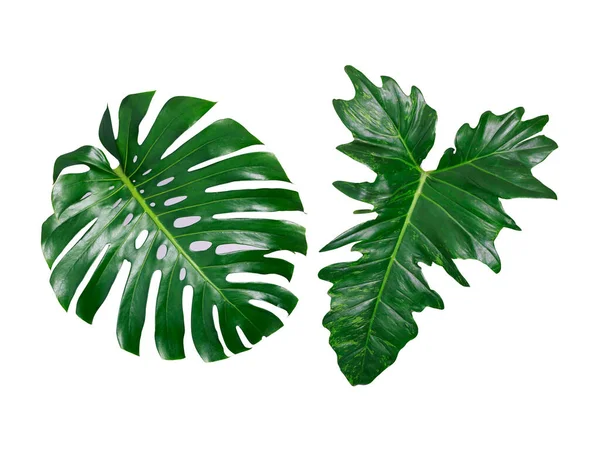 Piękny Tropikalny Zielony Liść Odizolowany Białym Tle Ścieżką Wycinania Dla — Zdjęcie stockowe
