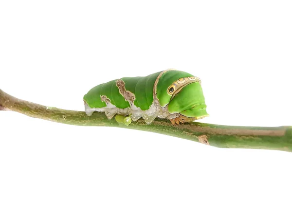 Гусеница Большой Зеленый Червь Гигантский Зеленый Червь — стоковое фото