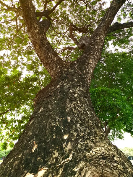 Stort Träd Parken Utomhus — Stockfoto