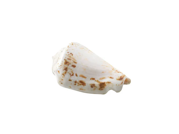 Empty Seashell Isolated White Background — стоковое фото