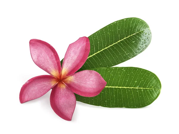 Beyaz yapraklı Frangipani çiçekleri