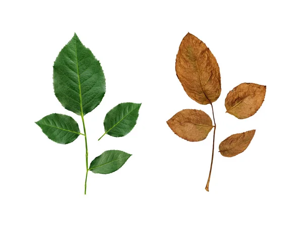 Fresh Rose Leaves Withered Rose Leaves White Background — Foto Stock