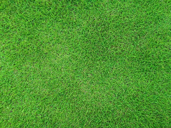 Ramo Folhas Verdes Frescas Isolado Fundo Branco — Fotografia de Stock