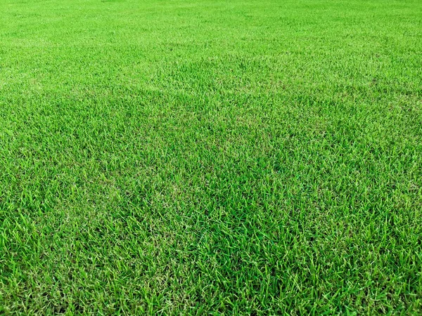 草背景のグリーン フィールド — ストック写真