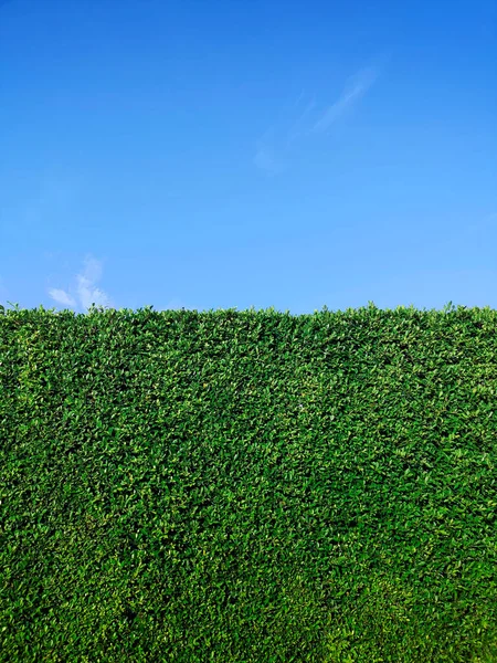 Green Grass Wall Texture Bright Blue Sky — Stock Photo, Image