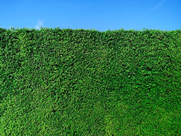 Zielona Trawa Ściana Tekstury Jasne Niebieskie Niebo — Zdjęcie stockowe