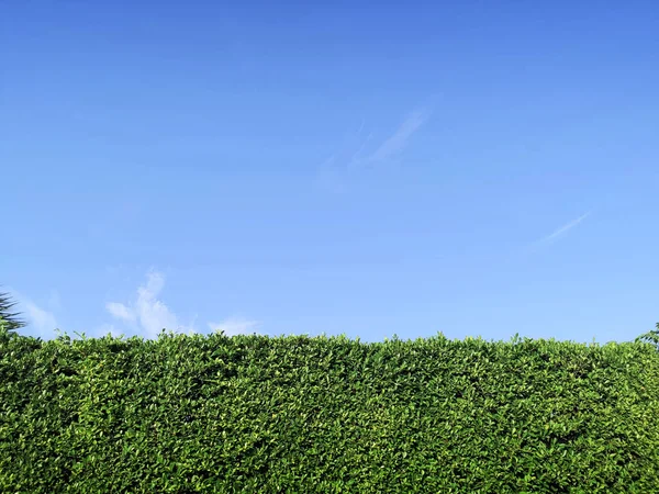 Zielona Trawa Ściana Tekstury Jasne Niebieskie Niebo — Zdjęcie stockowe