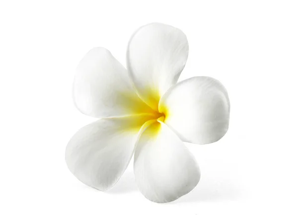 Frangipani Flower Isolated White Background Stock Image
