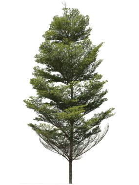 Beyaz arkaplanda izole edilmiş ağaç