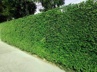 Yürüme yolu ve yeşil çimen duvar dokusu