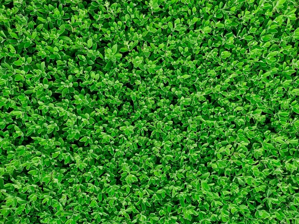 Texture Foglia Verde Foglia Texture Sfondo — Foto Stock