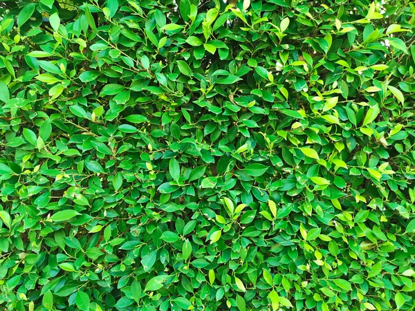 Zielony Liść Tekstury Tekstura Liści Tle — Zdjęcie stockowe