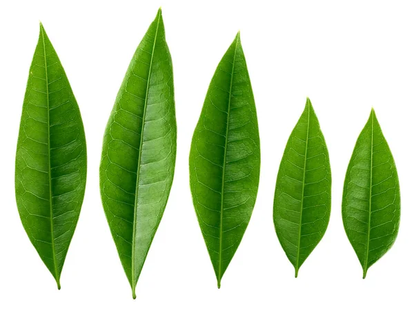 Hojas Verdes Sobre Fondo Blanco — Foto de Stock