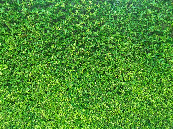 緑の葉の質感 葉の質感の背景 — ストック写真