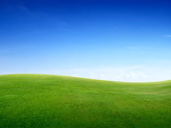 Зелене Зелене Трав Яне Поле Яскраво Синє Небо — стокове фото