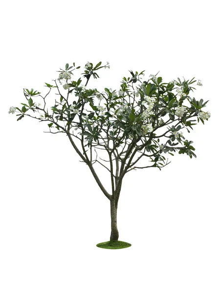 Albero Isolato Sfondo Bianco — Foto Stock