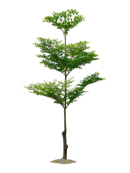 Albero Isolato Sfondo Bianco — Foto Stock