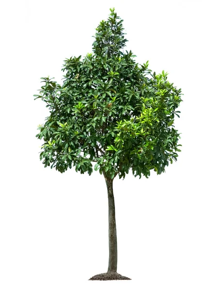 Albero Isolato Sfondo Bianco — Foto Stock