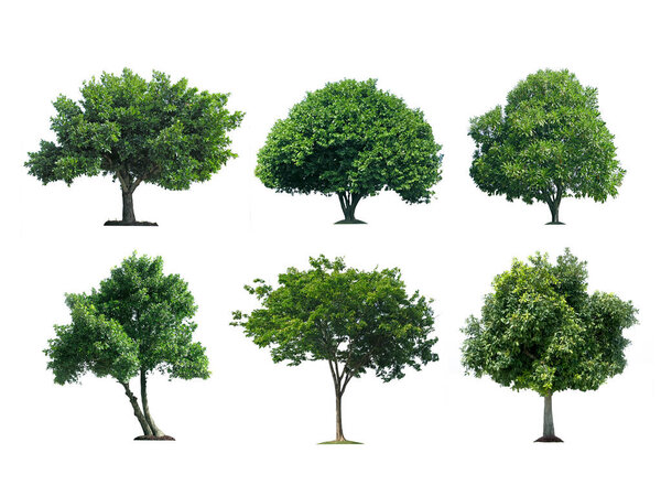 Isolated trees on white background , The collection of trees