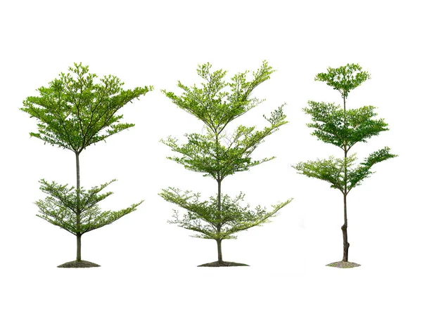 Beyaz Arka Planda Ağaçlar Topluluğu Izole Ağaçlar — Stok fotoğraf