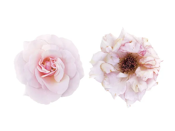 light-pink rose blossom and slightly withered roses isolated on white background