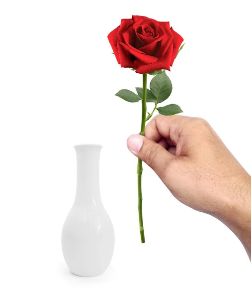 Man Putting Red Roses Vase White Background — Zdjęcie stockowe