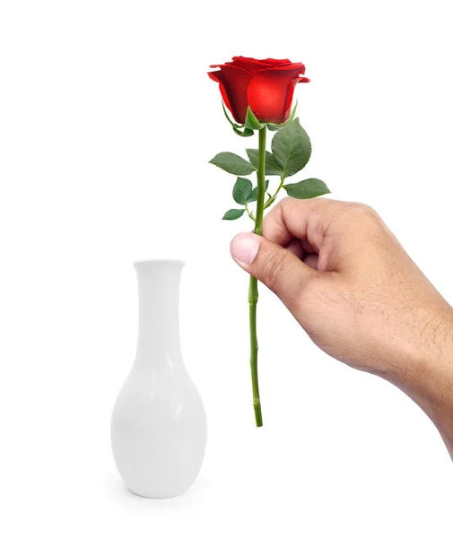 Man Putting Red Roses Vase White Background — Zdjęcie stockowe