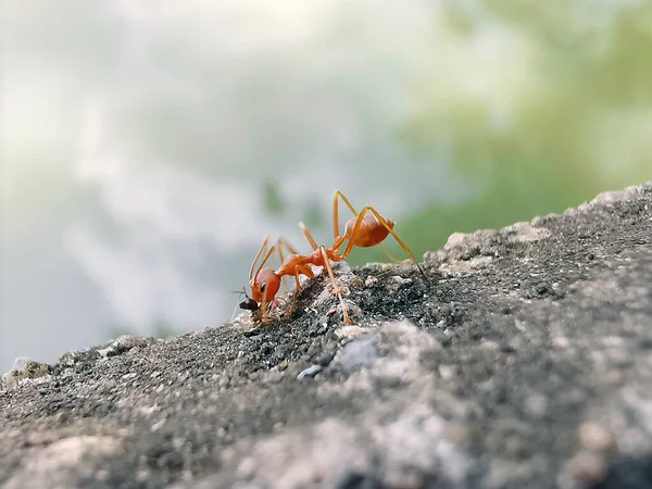 Formiga Vermelha Jardim — Fotografia de Stock