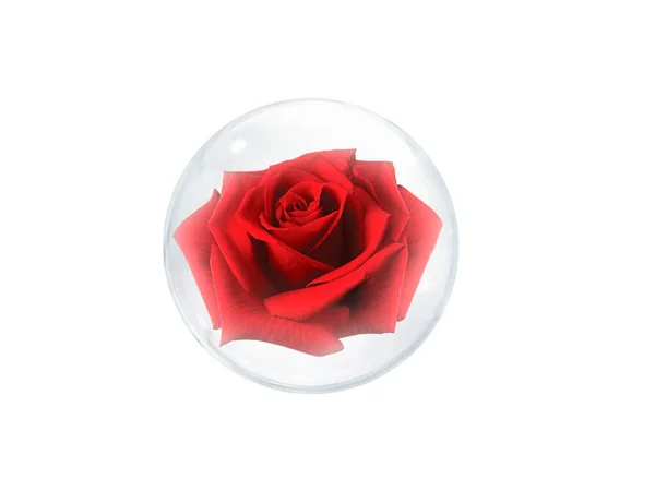 Κόκκινο Τριαντάφυλλο Φούσκα Απομονωμένη Λευκό Φόντο — Φωτογραφία Αρχείου