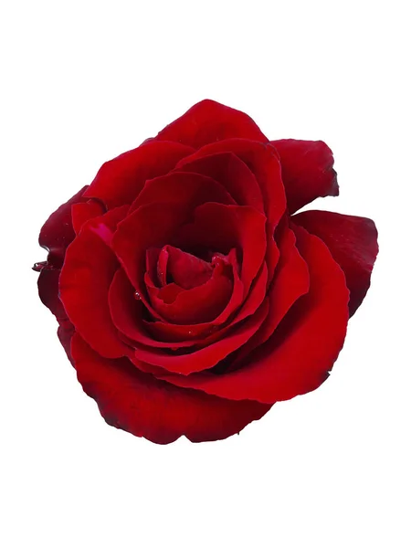 Czerwona Róża Izolacji Białym Tle — Zdjęcie stockowe