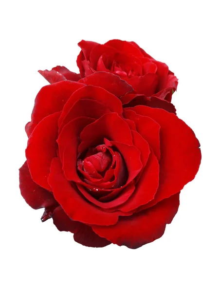 Red Rose Isolated White Background — Fotografia de Stock