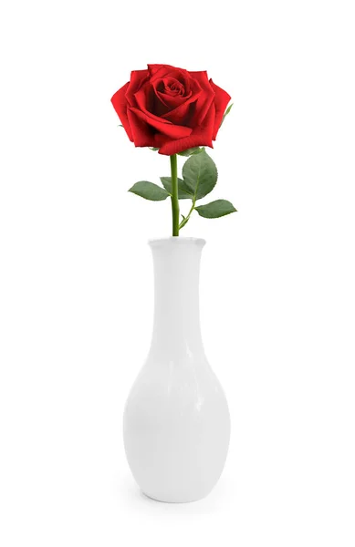 Rose Rouge Dans Vase Sur Fond Blanc — Photo