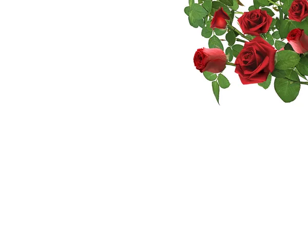 Red Rose Isolated White Background — стоковое фото