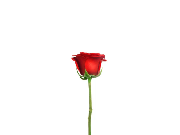 Red Rose Isolated White Background — Foto Stock