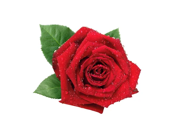 Red Rose Isolated White Background — Fotografia de Stock