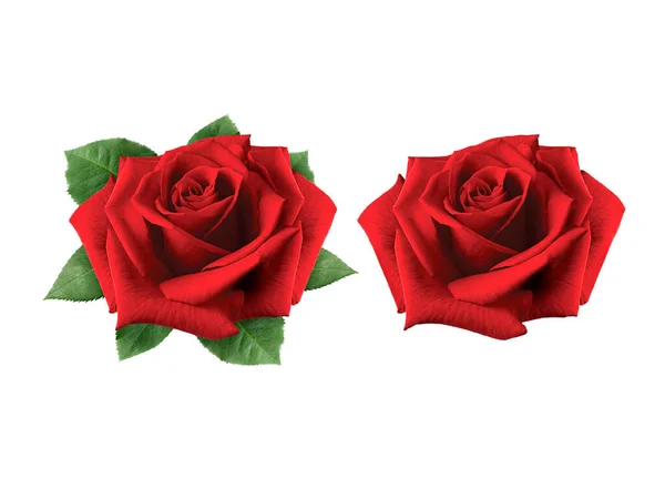 Κόκκινο Τριαντάφυλλο Απομονωμένο Λευκό Φόντο — Φωτογραφία Αρχείου