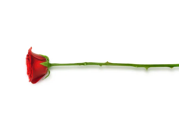 Червона Троянда Ізольованому Білому Тлі — стокове фото
