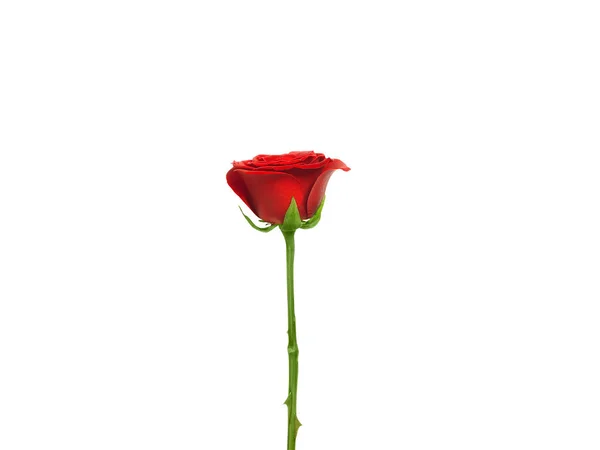 Red Rose Isolated White Background — Fotografia de Stock