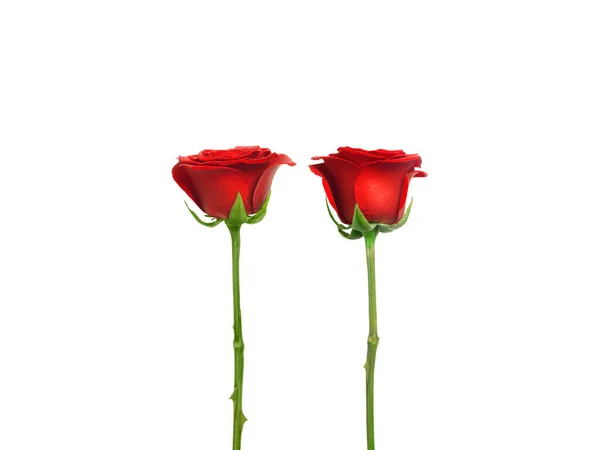 Red Rose Isolated White Background — Foto Stock