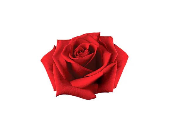 Czerwona Róża Izolacji Białym Tle — Zdjęcie stockowe