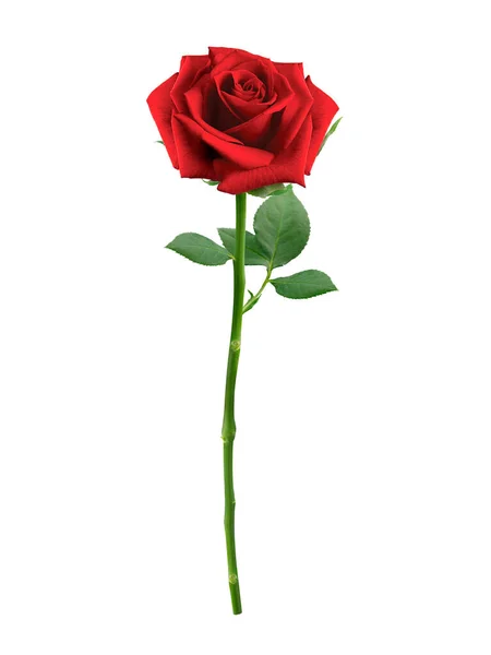 Red Rose Isolated White Background — Foto Stock