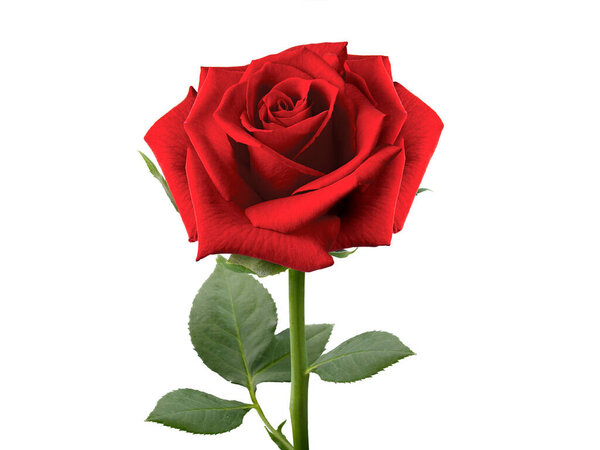 Red rose in isolated on white background