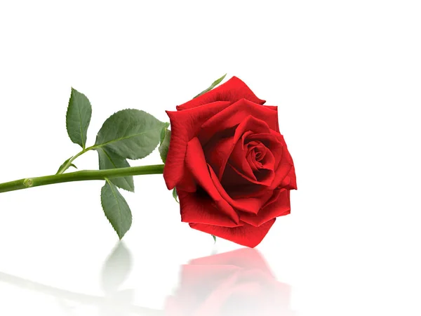 Red Rose Isolated White Background — Foto Stock