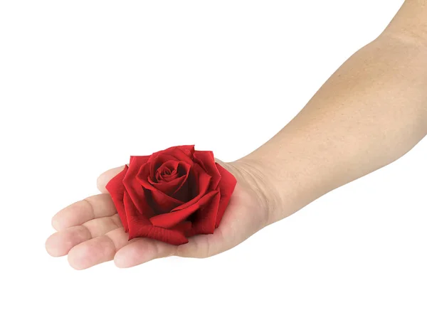 Красная Роза Руками Белом Фоне — стоковое фото