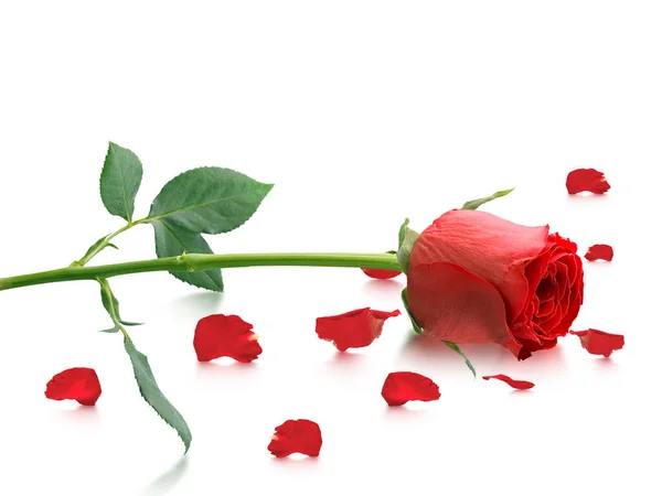 Rote Rosen Und Rosenblätter Auf Weißem Hintergrund Valentinstag Konzept — Stockfoto